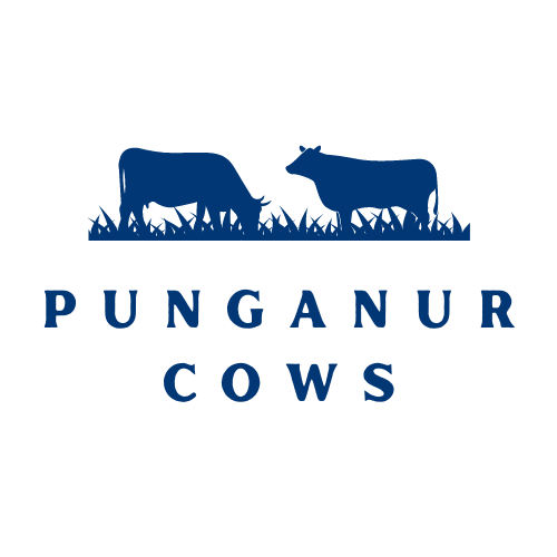 Punganur Cows